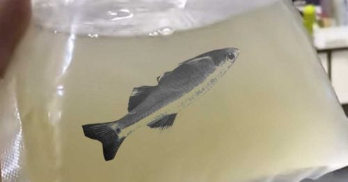 20251115CPYC16a-dead-500x261