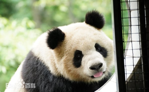 251118CMKfb61b-GN251117CJL001-Panda-XingYi