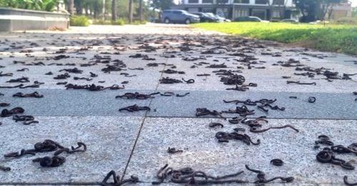 CACING-251115-1A-500x261