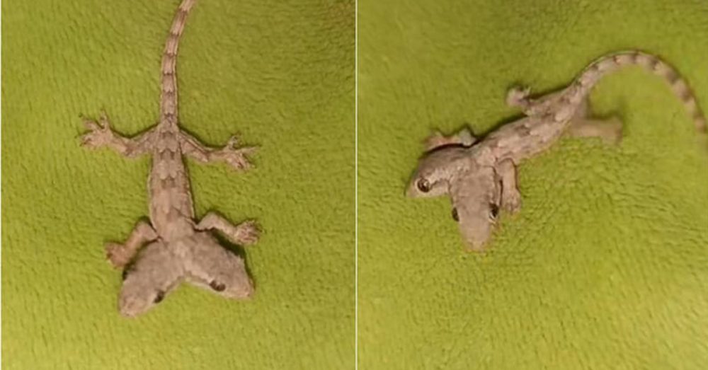 Two-headed-gecko-251118-1.1