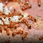 舍不得丢掉这些宝贝 男子被百只火蚁狂咬险死