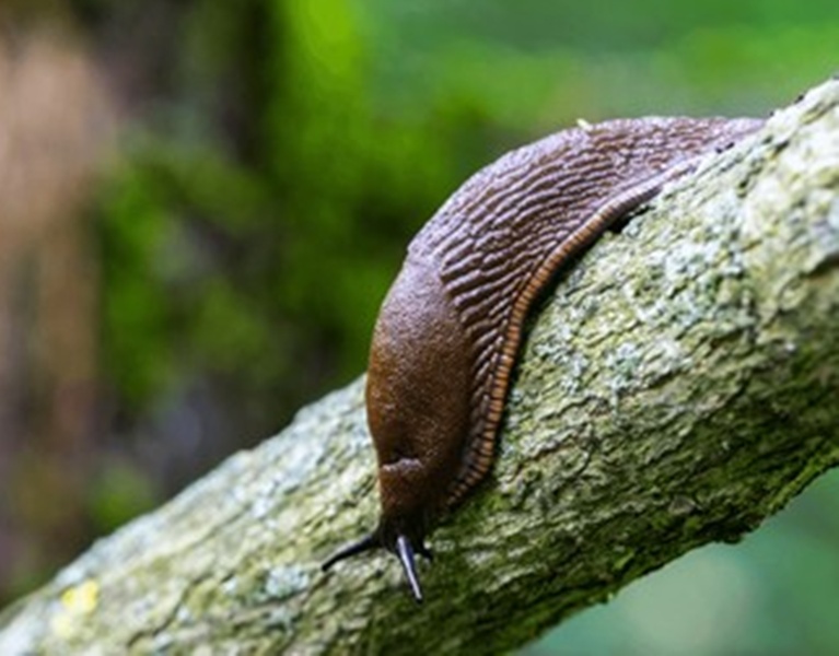 brown-big-slug-crawls-on-260nw-2668078849