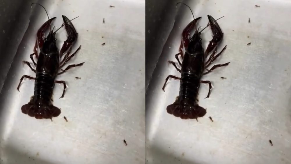 e8a786e9a291e9be99e899bee2809ce7949fe5ae9de5ae9de2809de59093e59d8fe5a5b3e4b8bbe4baba-e58e9fe69cace8a681e4b88be99485e7ab9fe784b6e2809c