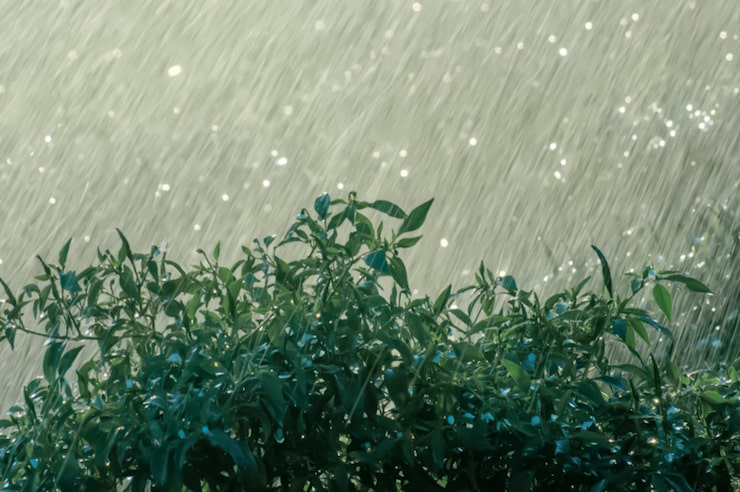 nature-background-water-droplets-windshieldrainy-seasonit-s-rainingwith-green-nature-backgroundnature-rainy-forest-beautiful-heavy-summer-rain-forest-scene-with-green-trees-raining_1055523-132