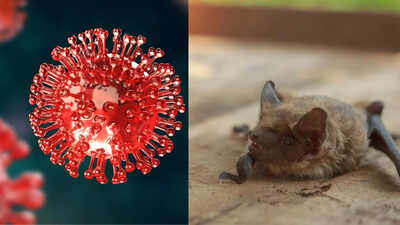new-pandemic-alert-brz-batcov-discovered-in-brazils-moustached-bats-revealing-natural-origins-of-covid-like-virus