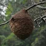 老师叫学生点火烧蜂巢 11岁小学生遭爆炸烧伤全身