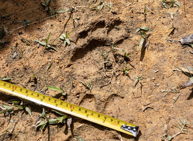 PK16_07122025_HARIMAU_BANGKONG