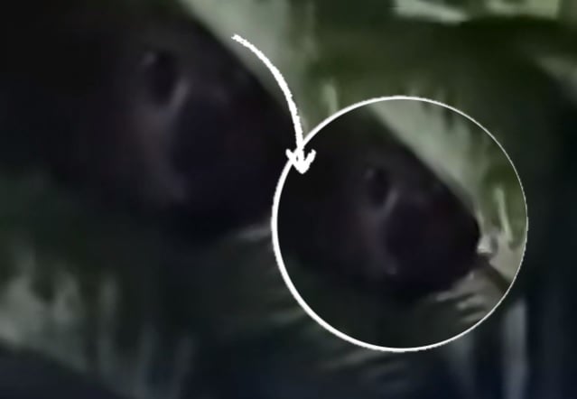 e585a8e59bbde7bbbce59088efbc88e58faae4be9be7bd91efbc89e6a48de789a9e58fb6e7bc9de4b98be997b4e588b0e5ba95e8978fe4ba86e4bb80e4b988