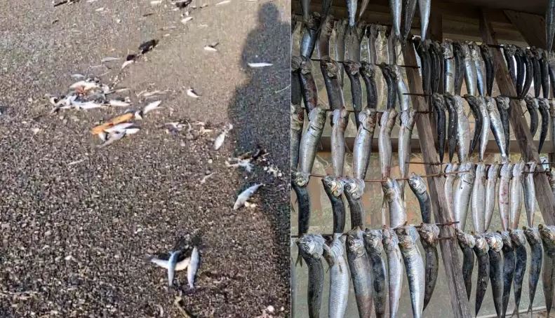 e8a786e9a291-e58c97e6b5b7e981932000e69da1e6b299e4b881e9b1bce69081e6b585-e5bd93e5a49ce99d92e6a3aee5bcbae99c87-e7bd91e6b091e783ade8aeae