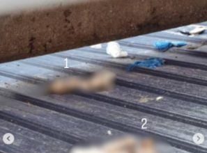 狗尸疑从11楼抛下 骇人虐狗幼犬疑被吞食