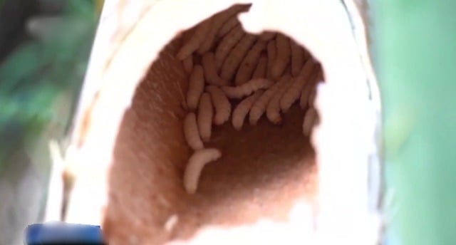 e980be3kge6b4bbe899abe5a19ee8a3a4e58685efbc81-3e5a5b3e6b8b8e5aea2e6acb2e8b5b0e7a781e7abb9e899abe8a2abe980ae-1-wpp1765094874233