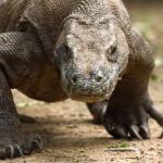 19岁女子保温袋弃婴 尸体被巨蜥啃食拖行