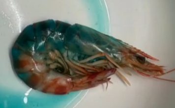 “虾肉变蓝还能吃?” 女子网购斑节虾疑遇“变异”