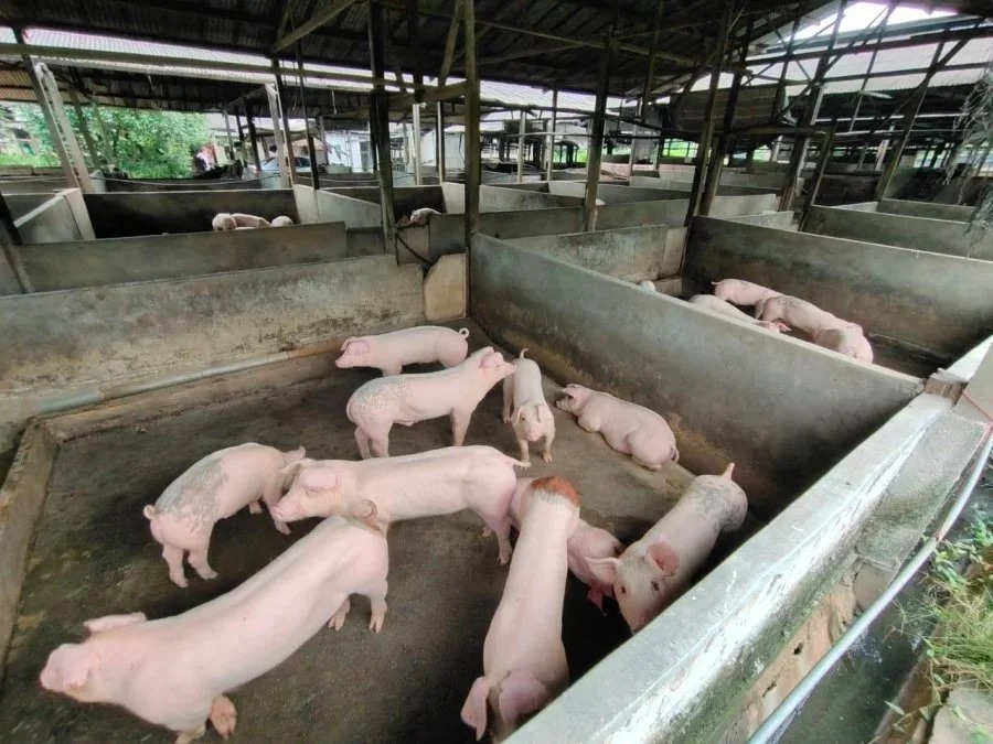 19d8ddd1eb4720f635dbe19bfe196f58