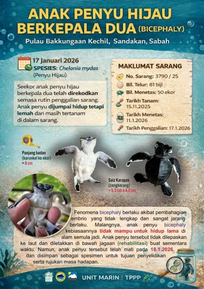 20260122-my-02-Chelonia-mydas-01