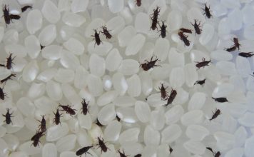 米虫大军入侵白米怎么办?专家教一招天然除虫不伤米