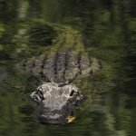 5岁女童遭丢鳄鱼沼泽身亡 遗体一堆咬痕左臂被咬断