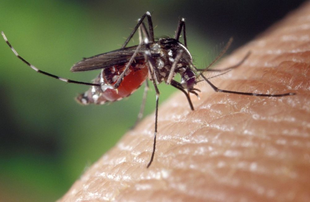 Dengue_Fever_2-1240x808