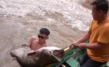 63公斤打巴鱼被钓起 男子靠它换走RM2000