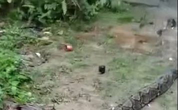 6公尺巨蟒突袭前院 10岁男童差点被活活缠死