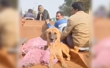 主人离世不肯走 忠犬守遗体一晚追灵车4公里