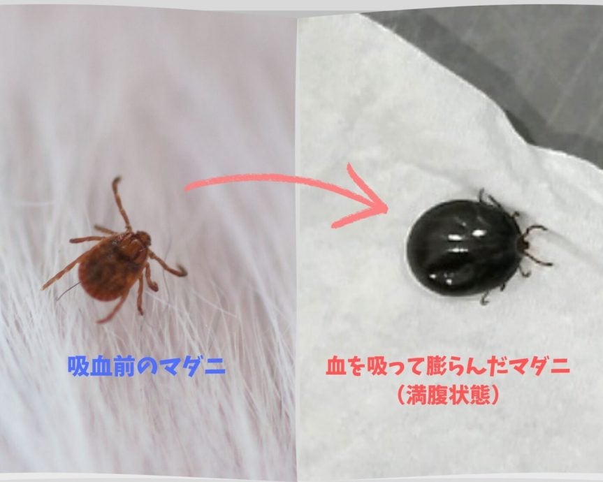 e8b5b4e697a5e69785e6b8b8e6b3a8e6848fefbc81e2809ce89cb1e899abe79785e2809de68c81e7bbade689a9e695a3e696b0e5a29ee887b3e58c97e6b5b7e98193