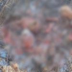 老虎深夜叼走家犬 脚印追踪现啃到剩骨骸