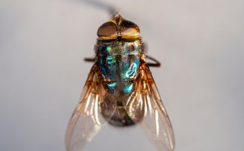 活生生钻入肉体啃食 美国德州爆发恐怖“食肉虫灾”