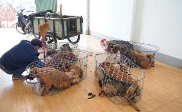 每晚抓20只送狗肉店 6匪徒靠卖“毛孩”狂赚47万