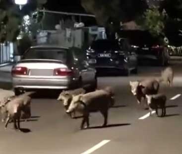 20260222CPKK33c_WILD_BOAR_FAMILY