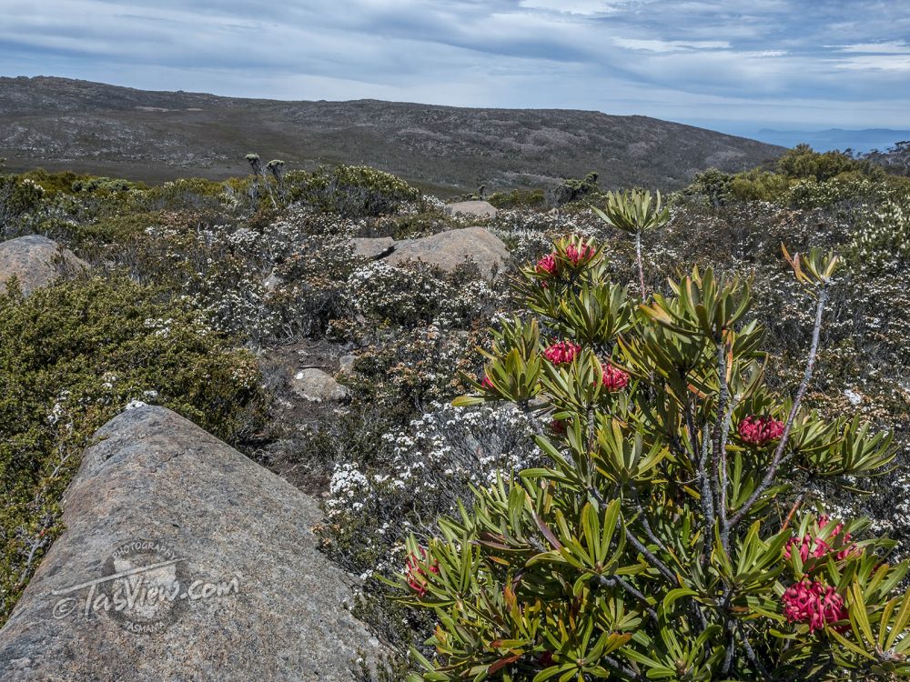 211230-pc300704-waratahthark