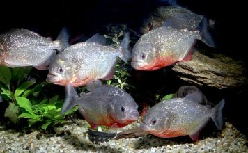 热门避暑沙滩变炼狱 46人集体遭食人鱼狂啃食