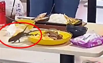 老鼠“从天而降”落入餐盘 现场多名食客受惊