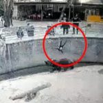 女子抛3岁童入棕熊池 5米高坠落致脑震荡