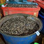 黑心商强碱浸泡螺肉 3千吨“化工毒螺”流向餐桌