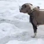 少年登山拍片冻死 爱犬零下低温守尸4天