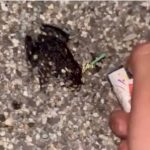 两学生为当网红虐杀生灵 塞鞭炮入嘴活炸青蛙