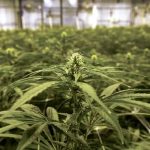 在家种植上千株大麻 华裔大毒枭遭逮捕