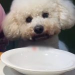 网友质疑餐具被狗碰 餐厅直接砸毁全部餐具