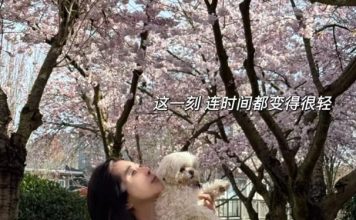 王祖贤近照曝光 樱花雨中美到像少女