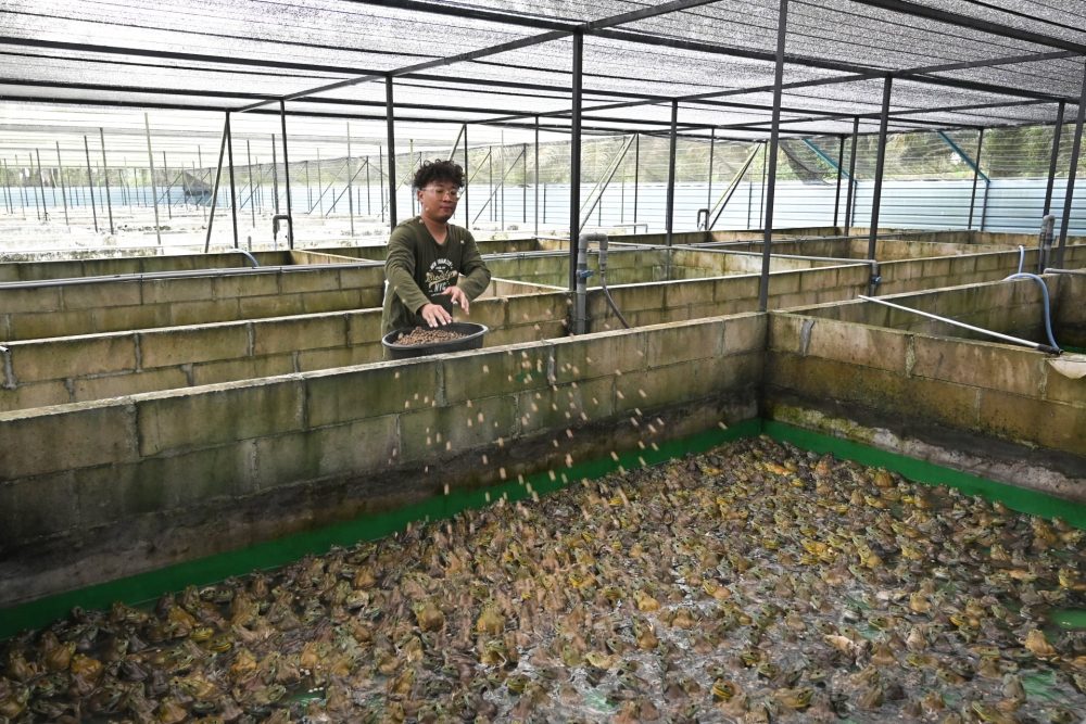 PK09_27032026_TERNAK_KATAK