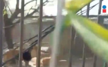 6头狮子突然被放出 男子被包围躲回笼内求救