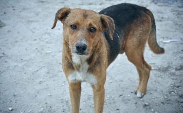 44岁男子不曾被咬 却中狂犬病身亡