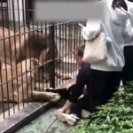 女童投喂狮子险被拖入笼内 现场拉扯近半分钟