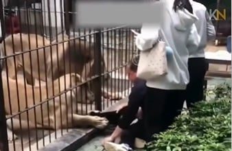 女童投喂狮子险被拖入笼内 现场拉扯近半分钟