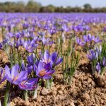 战火波及伊朗农业命脉 全球“红色黄金”恐供应断链