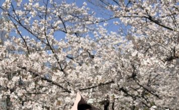 粉色造型太犯规 林志玲美出新高度