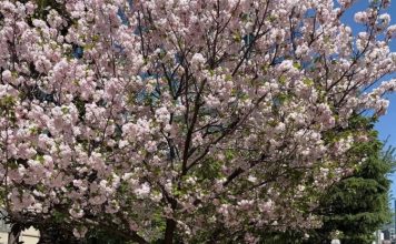 最美港姐也顶不住 赏樱近照被指显老