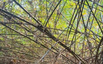 脱鞋玩水超放飞 性感女星私下状态太真实