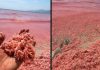 海滩现大片粉红色奇景 成千上万死虾大量冲上岸